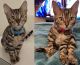 Bengal Cats for sale in San Jose, CA, USA. price: NA