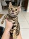 Bengal Cats for sale in Hollywood, FL, USA. price: NA