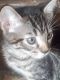 Bengal Cats for sale in Norwich, CT, USA. price: NA