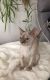 Bengal Cats for sale in Chicago, IL, USA. price: $800