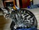 Bengal Cats for sale in Fargo, ND, USA. price: NA