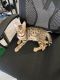 Bengal Cats for sale in Scottsdale, AZ, USA. price: $1,600