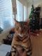 Bengal Cats for sale in Sacramento, CA 95822, USA. price: $500