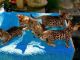 Bengal Cats for sale in Textilose Rd, Trafford Park, Stretford, Manchester, UK. price: 500 GBP