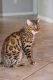 Bengal Cats for sale in Hudson, FL 34667, USA. price: $1,200