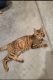 Bengal Cats for sale in Killeen, TX, USA. price: $350