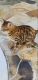 Bengal Cats for sale in Odessa, FL, USA. price: NA