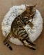 Bengal Cats for sale in Pompano Beach, FL 33068, USA. price: $1,500