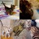 Bengal Cats for sale in Buckeye, AZ 85326, USA. price: $1,800