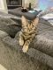 Bengal Cats for sale in Helena, AL, USA. price: $250