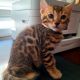 Bengal Cats for sale in Buckeye, AZ 85326, USA. price: $1,600