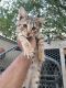 Bengal Cats for sale in Baltimore, MD, USA. price: $5,000