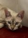 Bengal Cats for sale in Jackson, CA 95642, USA. price: NA