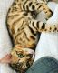 Bengal Cats for sale in Auburn, WA, USA. price: $2,500