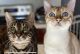 Bengal Cats for sale in Brownsburg, IN 46112, USA. price: $5,000