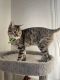 Bengal Cats for sale in Anaheim, CA, USA. price: $800