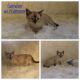 Bengal Cats for sale in Kingsland, GA, USA. price: NA