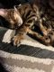 Bengal Cats for sale in Irvine, CA, USA. price: $4,800
