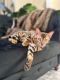 Bengal Cats for sale in San Jose, CA 95126, USA. price: $1,500