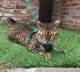 Bengal Cats for sale in Irvine, CA, USA. price: $1,000