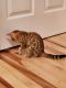 Bengal Cats for sale in NY-104, Sodus, NY, USA. price: $1,900
