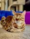 Bengal Cats for sale in Denver, CO, USA. price: $1,500