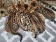 Bengal Cats for sale in St. Augustine, FL, USA. price: $2,500