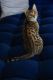 Bengal Cats for sale in Glendale, CA, USA. price: $1,100