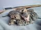 Bengal Cats for sale in Fairbanks, AK, USA. price: $3,000