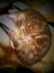Bengal Cats for sale in Buffalo, NY, USA. price: $300
