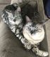 Bengal Cats for sale in Hummelstown, PA 17036, USA. price: NA