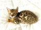 Bengal Cats for sale in Jacksonville Beach, FL, USA. price: NA