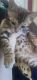 Bengal Cats for sale in Norwich, NY 13815, USA. price: NA