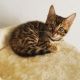 Bengal Cats for sale in Ontario, CA, USA. price: NA