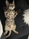 Bengal Cats for sale in Christiana, DE 19702, USA. price: $2,000