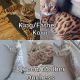 Bengal Cats for sale in Buckeye, AZ 85326, USA. price: $1,400