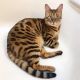 Bengal Cats for sale in Suisun City, CA, USA. price: $200