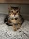 Bengal Cats for sale in VLG O THE HLS, TX 78738, USA. price: $500