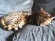 Bengal Cats for sale in Land O' Lakes, FL 34639, USA. price: NA