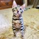 Bengal Cats for sale in CA-99, Los Molinos, CA, USA. price: NA