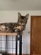 Bengal Cats for sale in Dayton, OH, USA. price: $500
