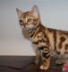 Bengal Cats for sale in Valparaiso, IN 46385, USA. price: $1,250