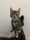 Bengal Cats for sale in Clearfield, UT, USA. price: NA