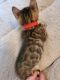 Bengal Cats for sale in Las Vegas, NV, USA. price: $1,500