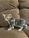 Bengal Cats for sale in Martinsville, IL 62442, USA. price: NA