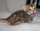 Bengal Cats for sale in Columbus, IN, USA. price: NA