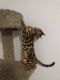 Bengal Cats for sale in Fresno, CA, USA. price: $500