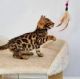 Bengal Cats for sale in US-50, Fallon, NV, USA. price: NA