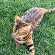 Bengal Cats for sale in Irvine, CA, USA. price: $2,600