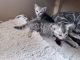 Bengal Cats for sale in Ottawa, ON, Canada. price: $1,300